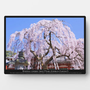 Plaque Photo Cerisier pleureur ("Nara Ichiban-Zakura")