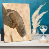 Plaque Photo Chameleon en Namibie (Côté)