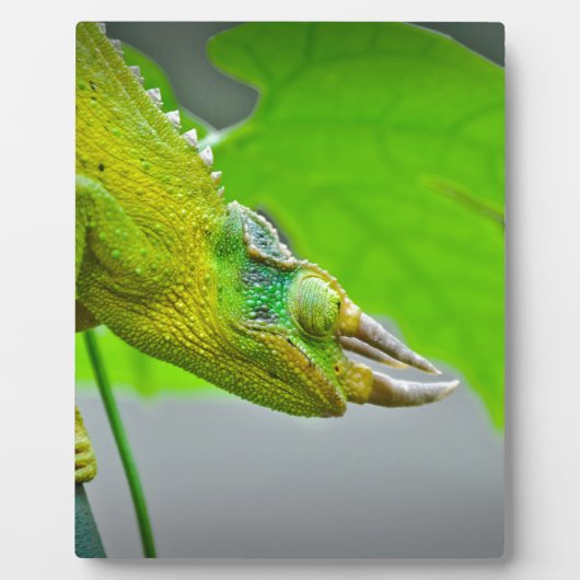 Plaque Photo Chameleon géant à 3 cornes (Devant)