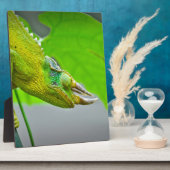 Plaque Photo Chameleon géant à 3 cornes (Côté)