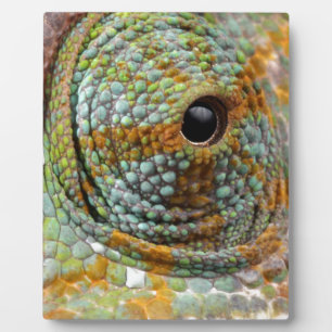 Plaque Photo Chameleon Oeil Mod Élégant Animal