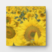 Plaque Photo Champ jaune de tournesols photo (Devant)
