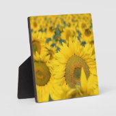 Plaque Photo Champ jaune de tournesols photo (Recto)