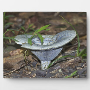 Plaque Photo Champignon bleu Lactarius indigo