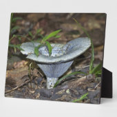 Plaque Photo Champignon bleu Lactarius indigo (Côté)