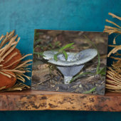 Plaque Photo Champignon bleu Lactarius indigo (Côté)