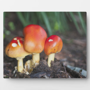 Plaque Photo champignon de la famille Amanita