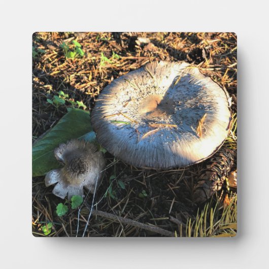 Plaque Photo Champignons, Oregon (Devant)