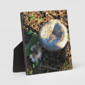 Plaque Photo Champignons, Oregon (Recto)
