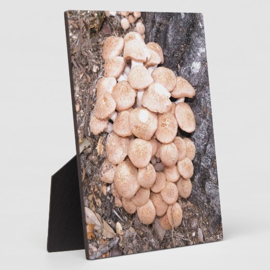 Plaque Photo champignons sans anneau (Côté)