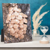 Plaque Photo champignons sans anneau (Côté)