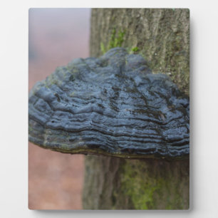 Plaque Photo Champignons sur un tronc d'arbre dans la forêt