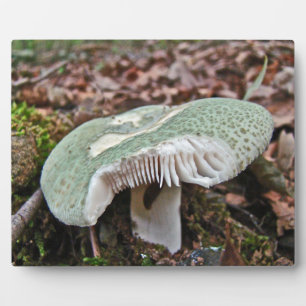 Plaque Photo Champignons verts - Russula crusosa