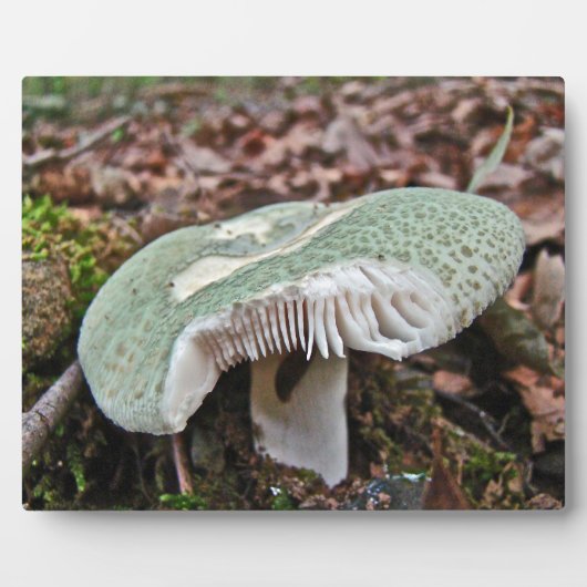 Plaque Photo Champignons verts - Russula crusosa (Devant)