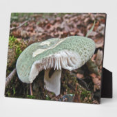 Plaque Photo Champignons verts - Russula crusosa (Côté)