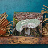Plaque Photo Champignons verts - Russula crusosa (Côté)
