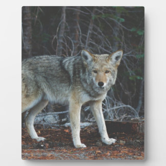 Plaque Photo Chasse au coyote