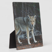 Plaque Photo Chasse au coyote (Côté)