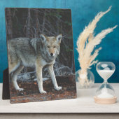Plaque Photo Chasse au coyote (Côté)