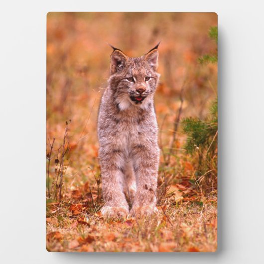 Plaque Photo Chasse Bobcat | Forêt d'automne (Devant)