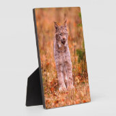 Plaque Photo Chasse Bobcat | Forêt d'automne (Côté)