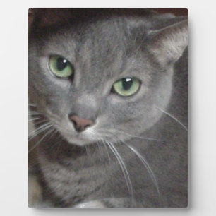 Plaque Photo Chat bleu russe