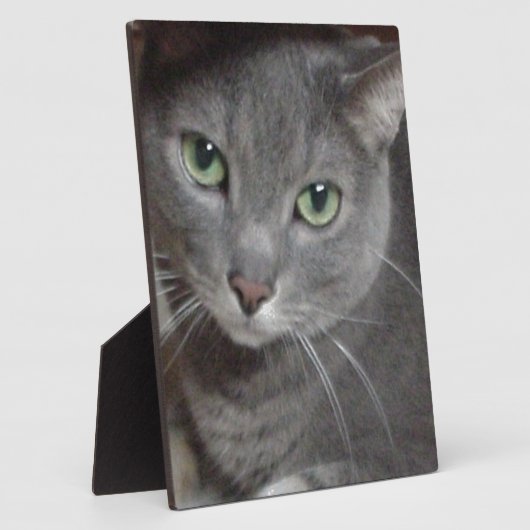 Plaque Photo Chat bleu russe (Côté)