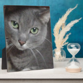 Plaque Photo Chat bleu russe (Côté)