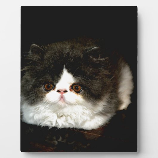 Plaque Photo Chat chaton blanc noir mignon (Devant)