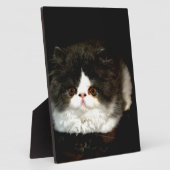 Plaque Photo Chat chaton blanc noir mignon (Côté)