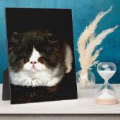 Plaque Photo Chat chaton blanc noir mignon (Côté)