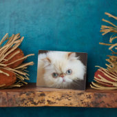 Plaque Photo Chat Dans Une Boîte (Côté)