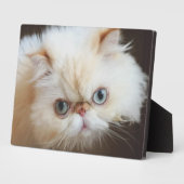 Plaque Photo Chat Dans Une Boîte (Côté)