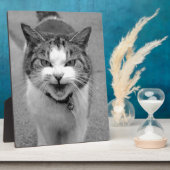 Plaque Photo Chat en colère (Côté)