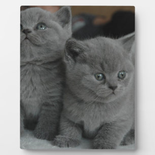 Plaque Photo chat mignon de jeune de chaton d'animal familier