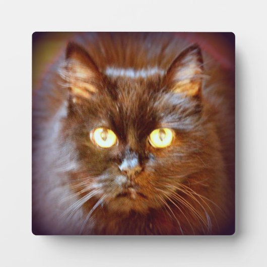 Plaque Photo chat noir (Devant)