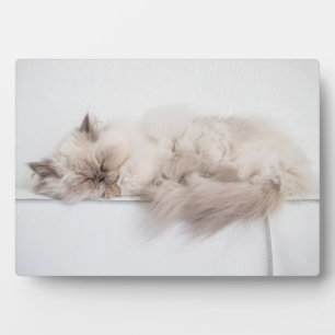 Plaque Photo Chat perse
