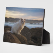 Plaque Photo Chat Ragdoll À La Plage (Côté)