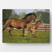 Plaque Photo Châtaigne de Thoroughbred Mare & Foie (Devant)