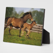 Plaque Photo Châtaigne de Thoroughbred Mare & Foie (Côté)
