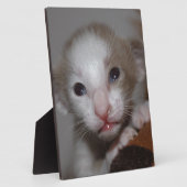 Plaque Photo Chaton bébé ridicule (Côté)