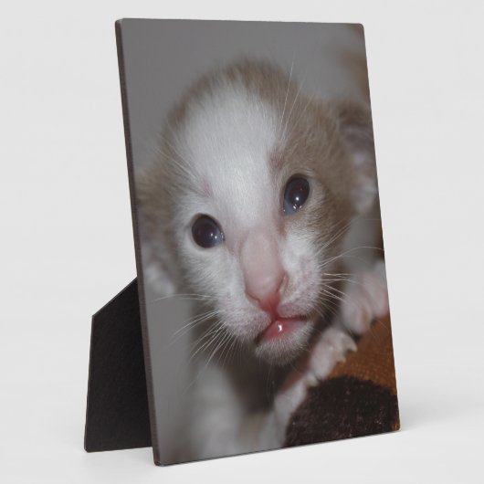 Plaque Photo Chaton bébé ridicule (Côté)
