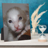 Plaque Photo Chaton bébé ridicule (Côté)