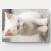 Plaque Photo Chaton blanc (Devant)