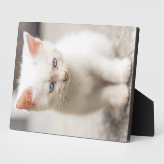 Plaque Photo Chaton blanc (Côté)