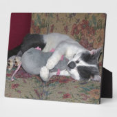 Plaque Photo Chaton couchant (Côté)