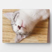 Plaque Photo Chaton couchant (Devant)