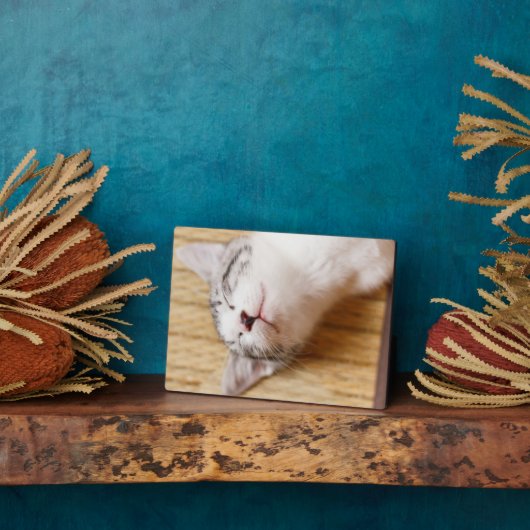 Plaque Photo Chaton couchant (Côté)