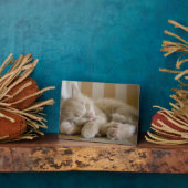 Plaque Photo Chaton couchant (Côté)