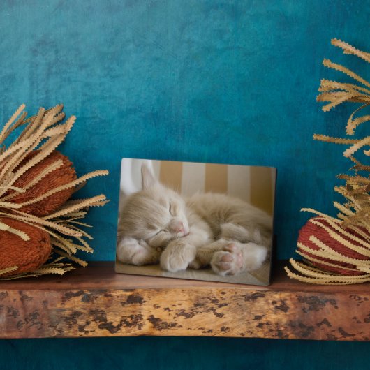 Plaque Photo Chaton couchant (Côté)